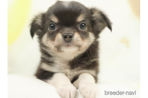 成約済の千葉県のチワワ(ロングコート)-222403の3枚目